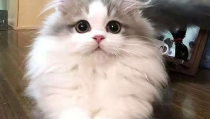 曼基康猫,短腿萌宠的个性魅力与养护指南